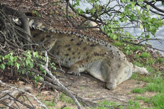 Mimujer, uma enorme e obesa jacaré no Hato El Cedral, na região dos llanos venezuelanos, perto da cidade de Mantecal